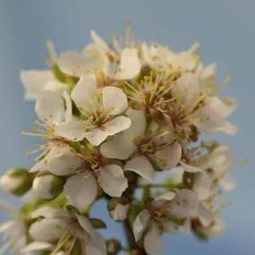 Golden Sphere Mirabelle Trees (Prunus insitita Mirabelle Golden Sphere) 2